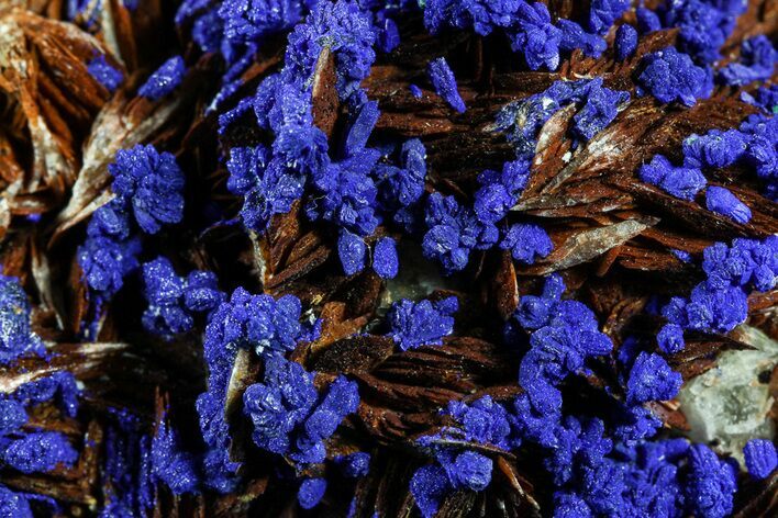 Azurite on Orange Bladed Barite - Morocco #57016